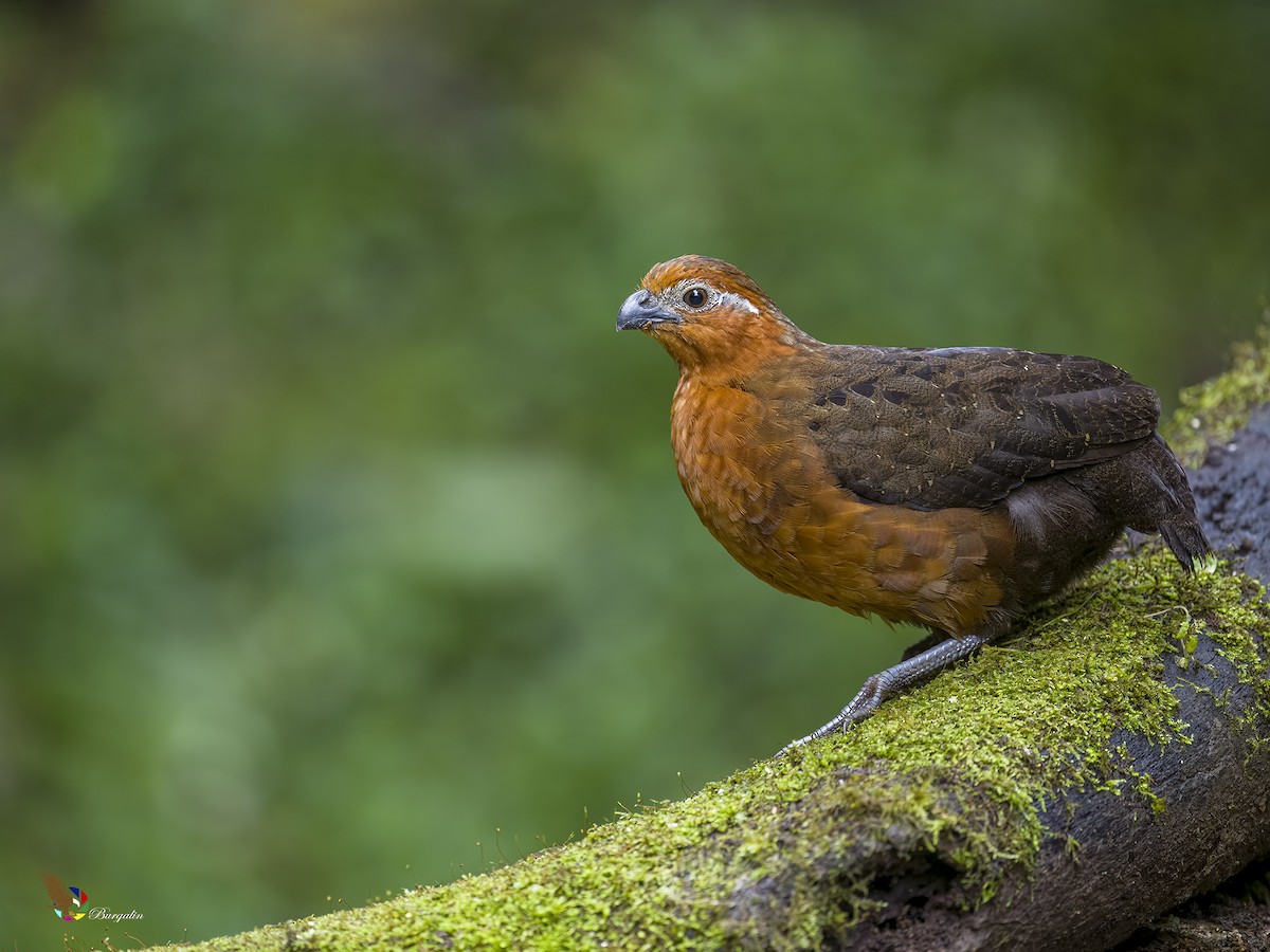 Chestnut Wood-Quail - fernando Burgalin Sequeria