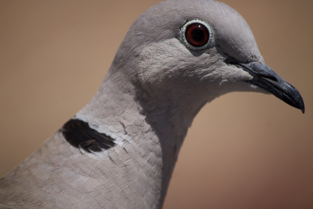 Eurasian Collared-Dove - Luis Tárraga Cabrera