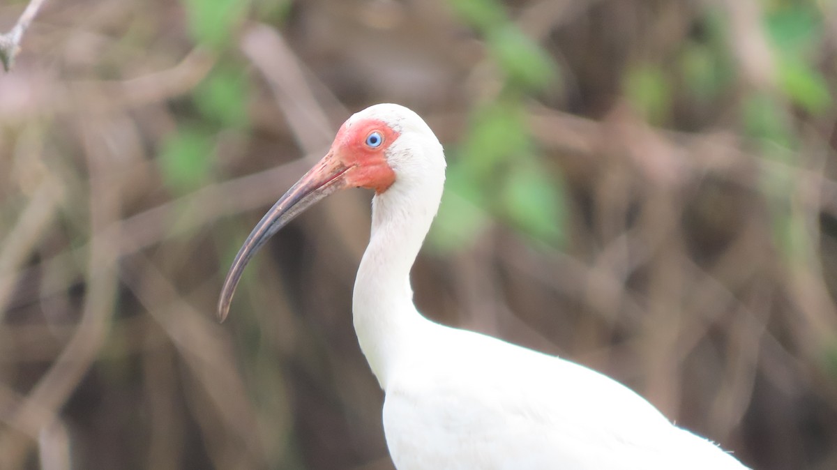 White Ibis - ML579930581