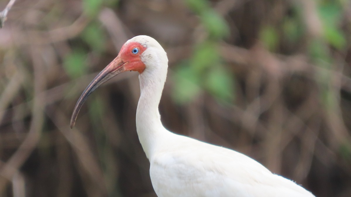 ibis bílý - ML579930601