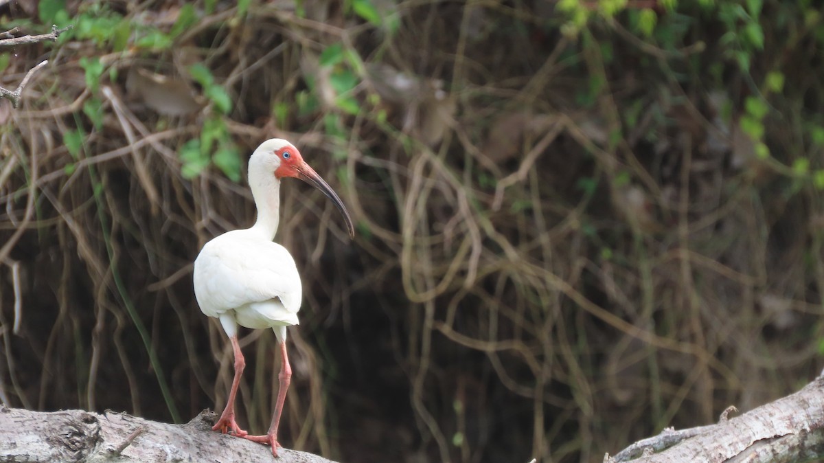 ibis bílý - ML579930611