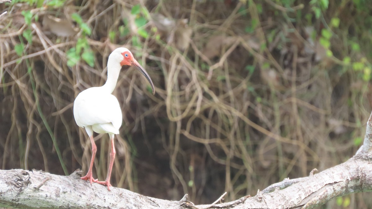 ibis bílý - ML579930621