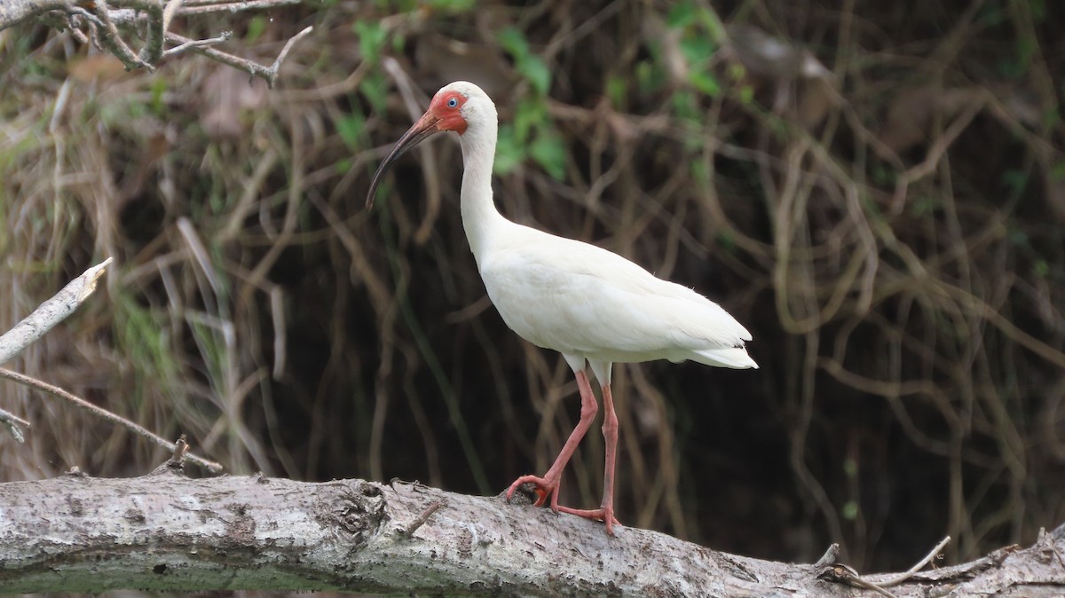 ibis bílý - ML579930631