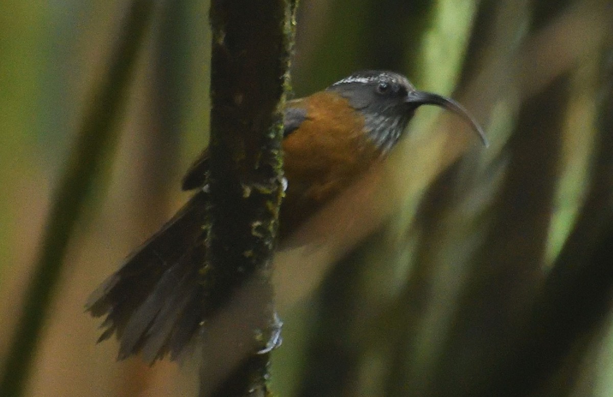 Slender-billed Scimitar-Babbler - ML579930731