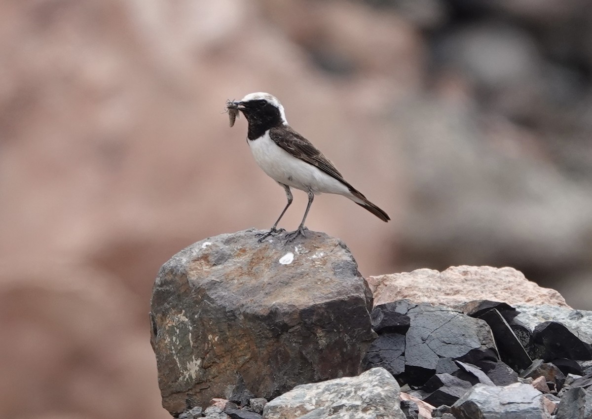 Pied Wheatear - ML579930891