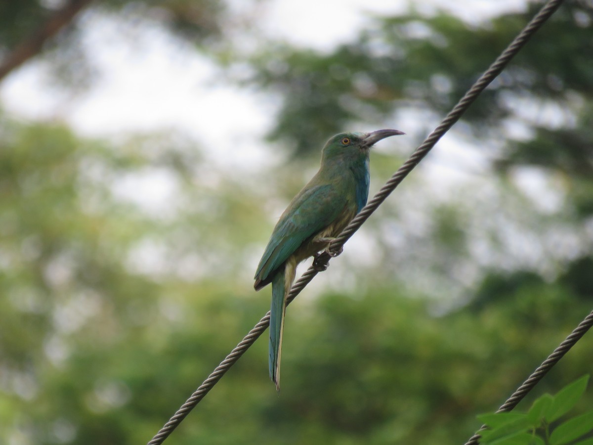 Blue-bearded Bee-eater - Adhithyan NK
