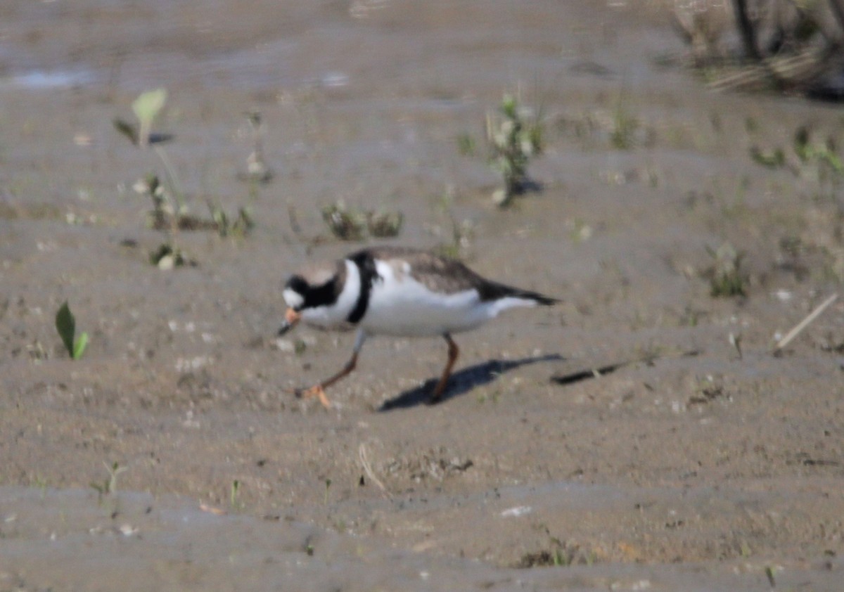 Semipalmated Plover - Jonathan Wilhelms