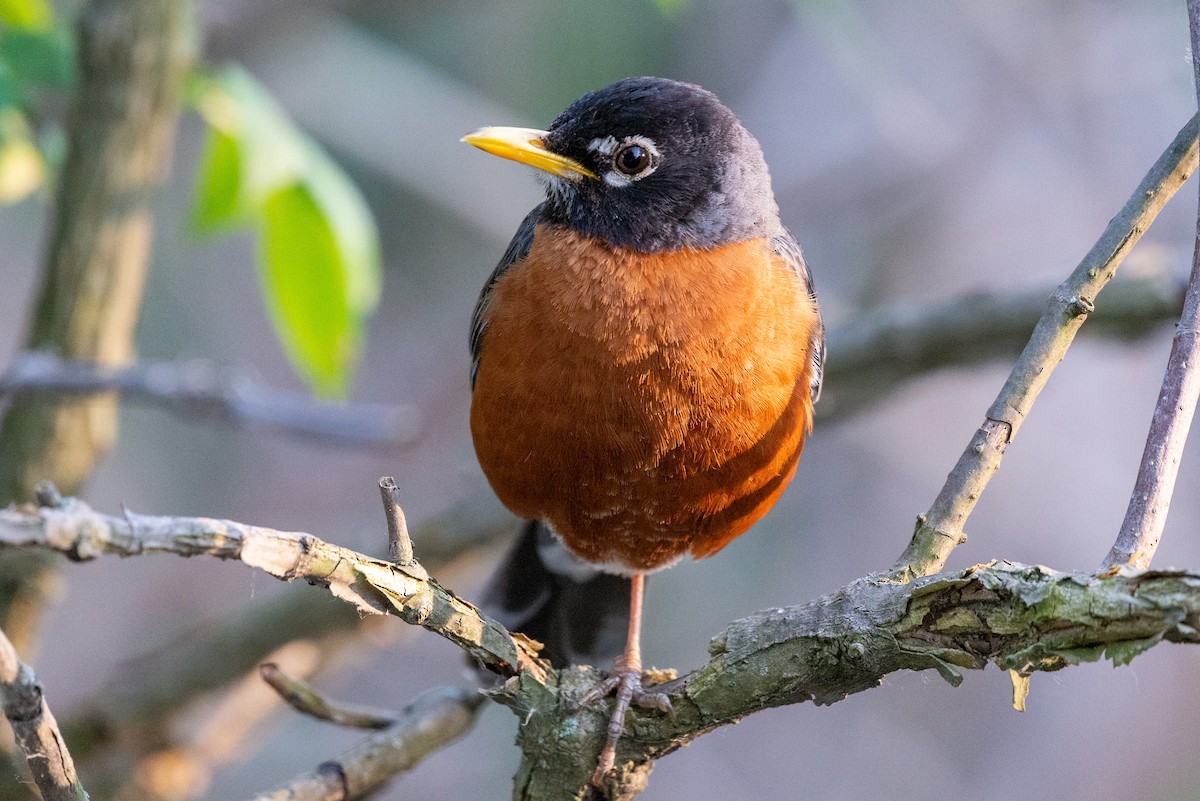 American Robin - Andrew Nasuti