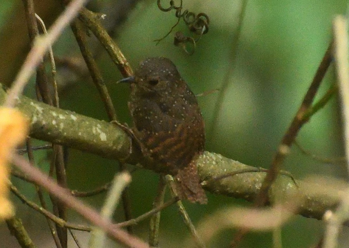 Élachure tachetée - ML579932131