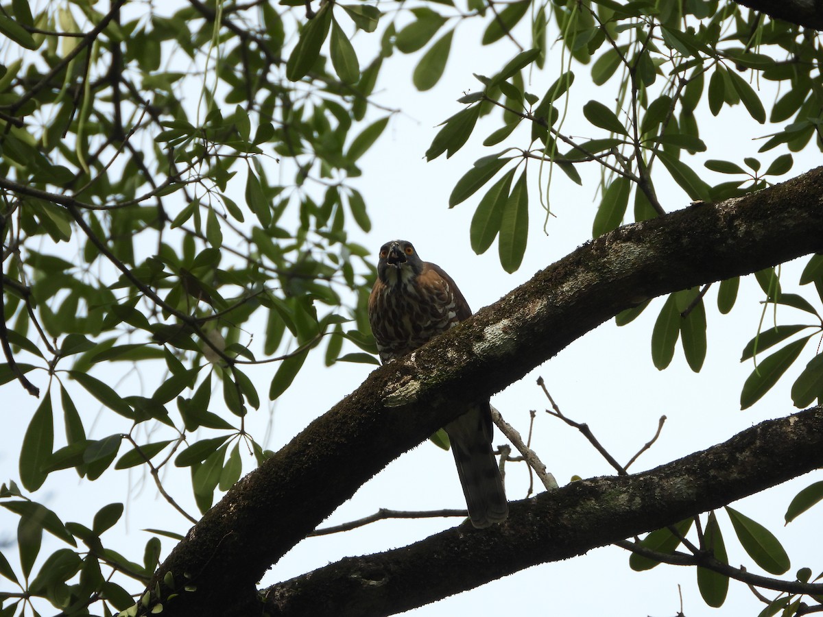 Crested Goshawk - ML579932961