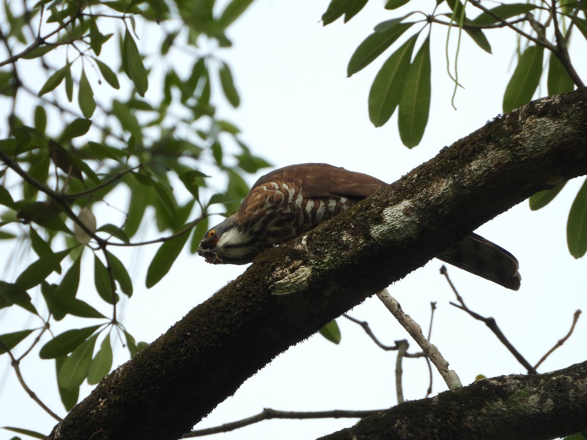 Crested Goshawk - ML579932971