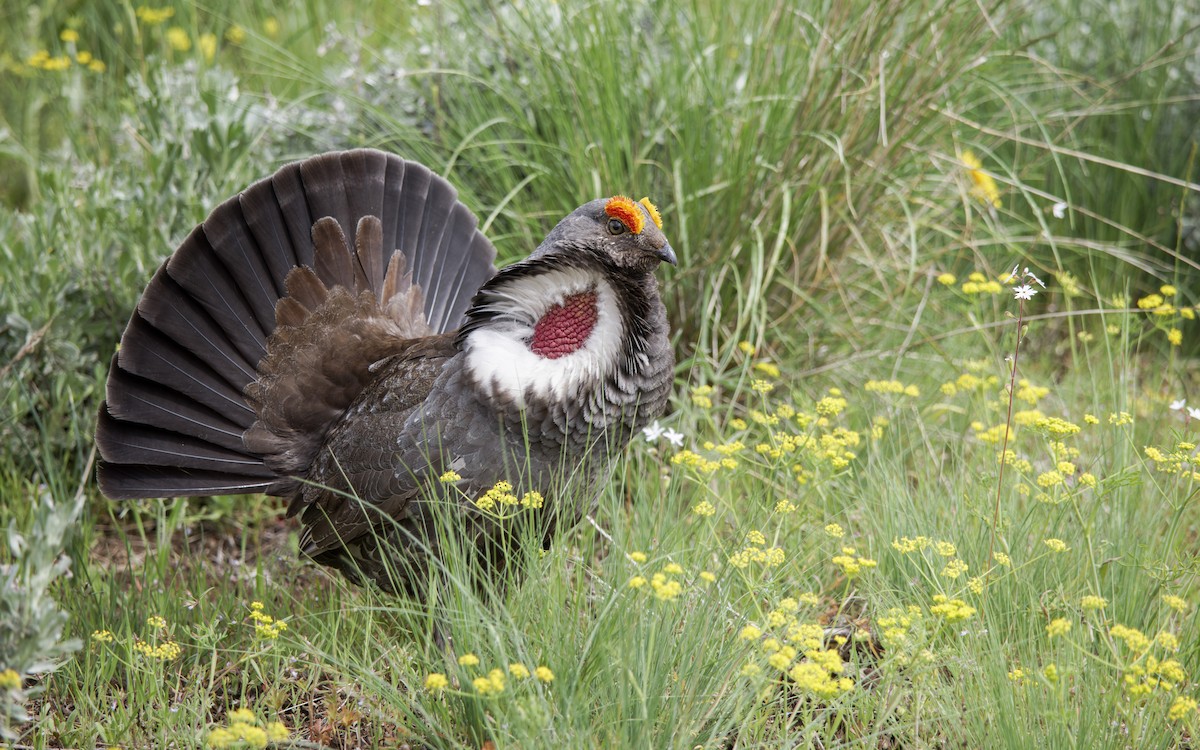 Dusky Grouse - Blair Dudeck