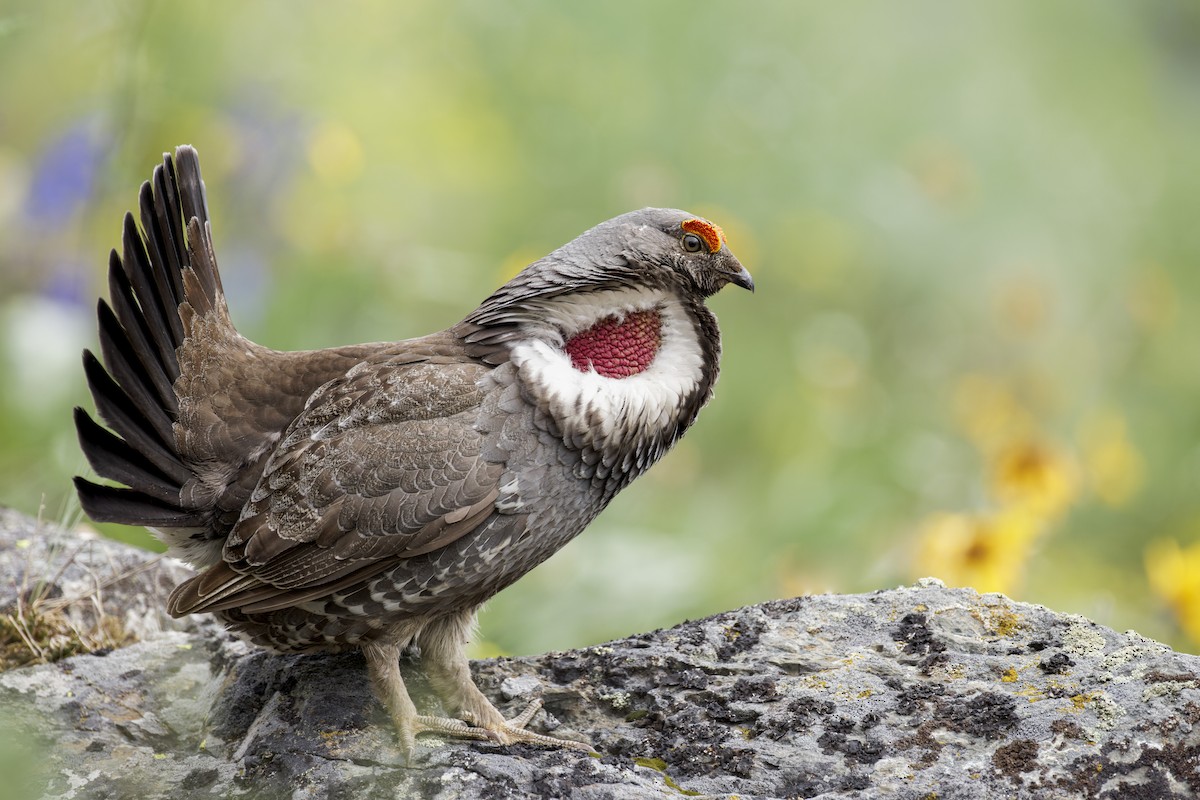 Dusky Grouse - Blair Dudeck