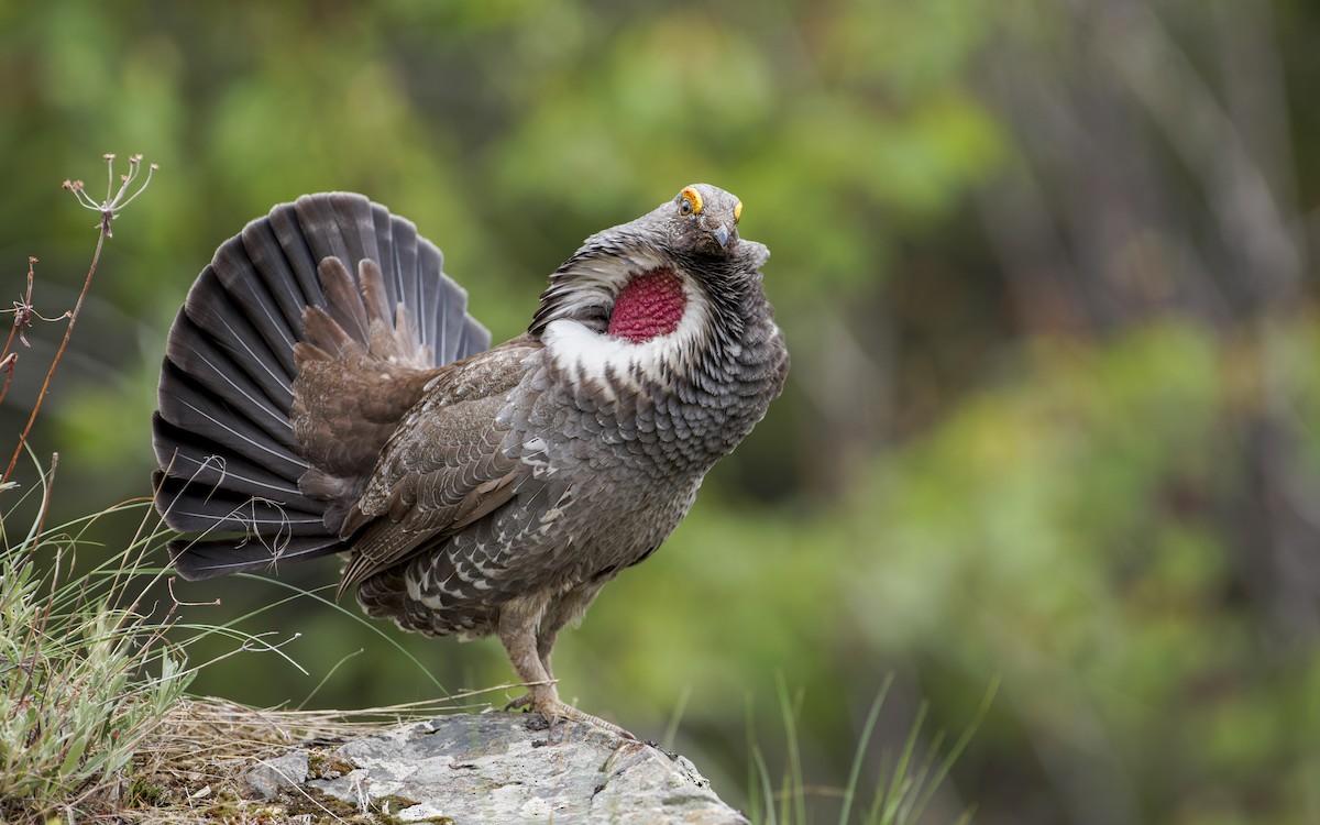 Dusky Grouse - Blair Dudeck