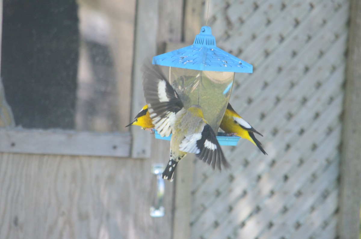 Evening Grosbeak - ML579934571