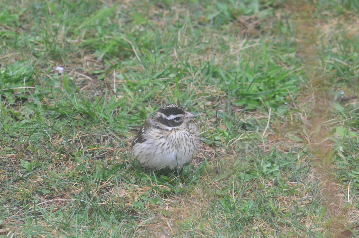 Rose-breasted Grosbeak - ML579934651