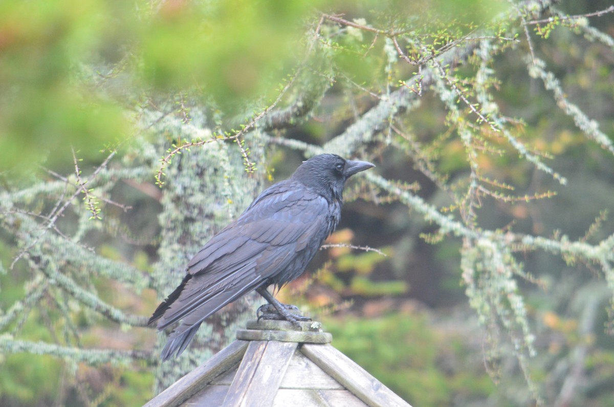 American Crow - ML579934661