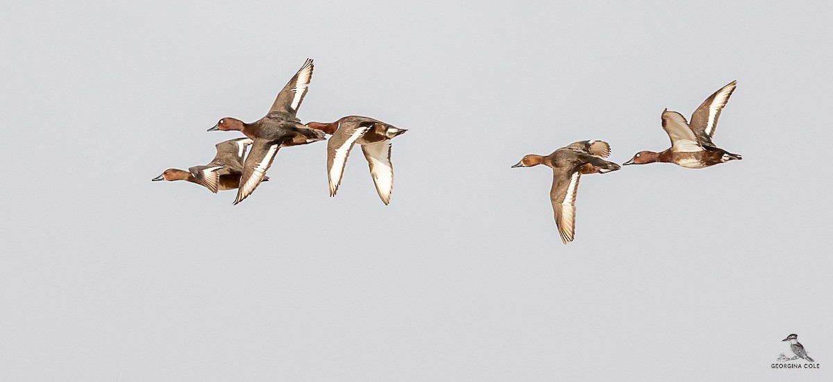 Ferruginous Duck - ML579934941