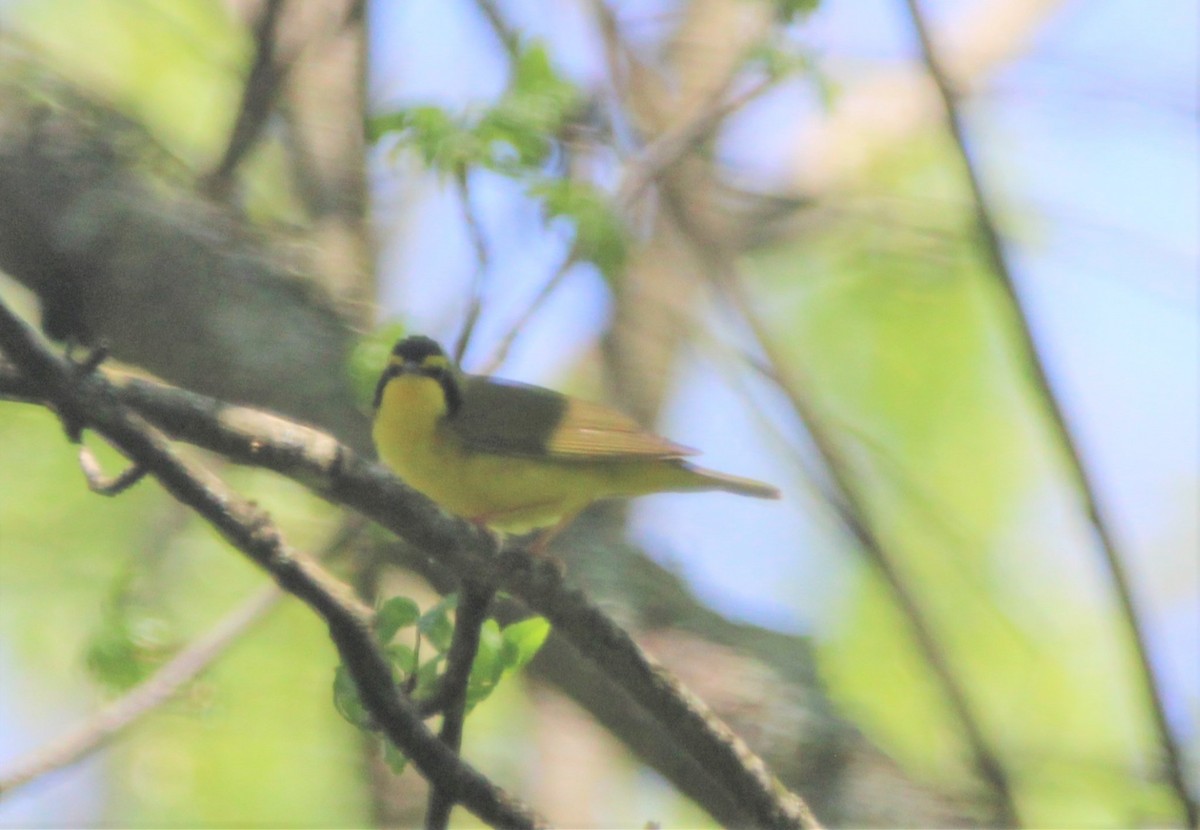 Kentucky Warbler - ML579935731