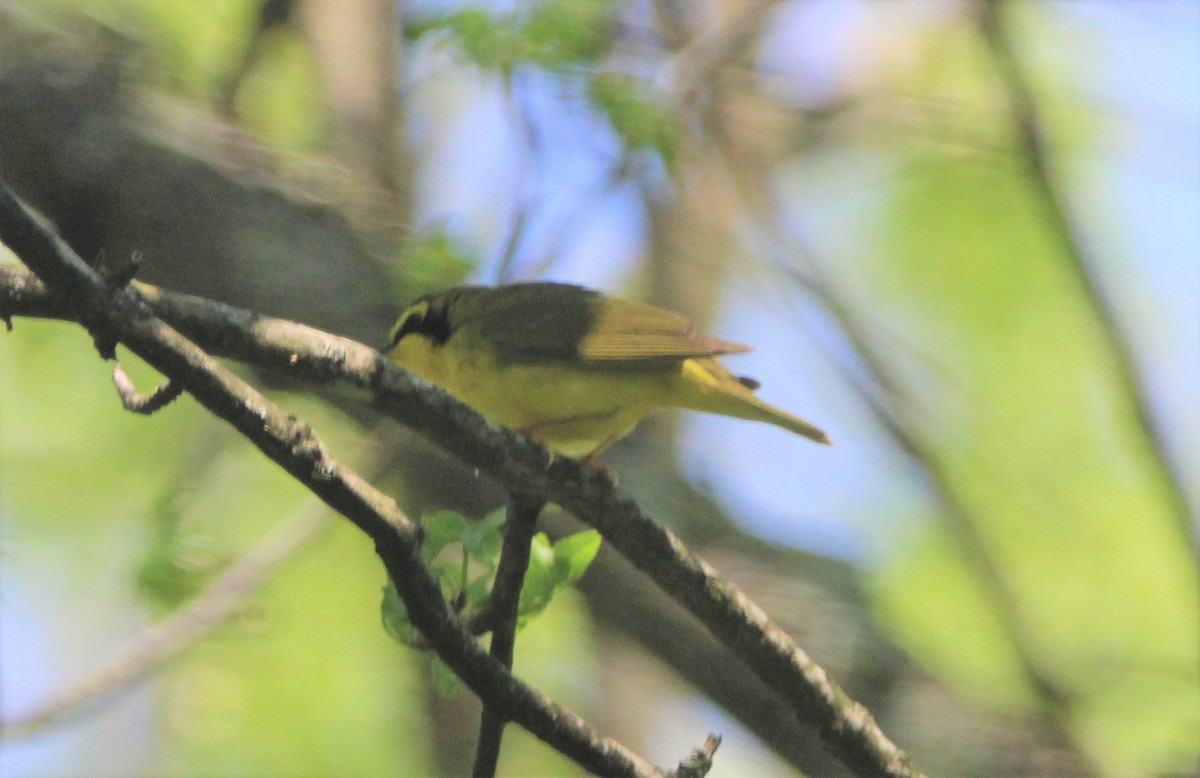 Kentucky Warbler - Jonathan Wilhelms