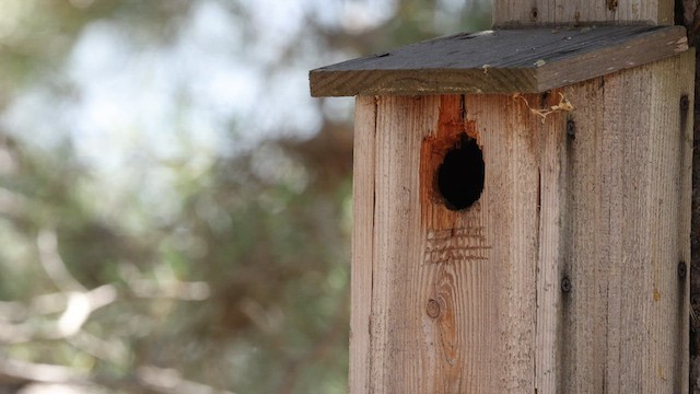 Western Bluebird - ML579935821