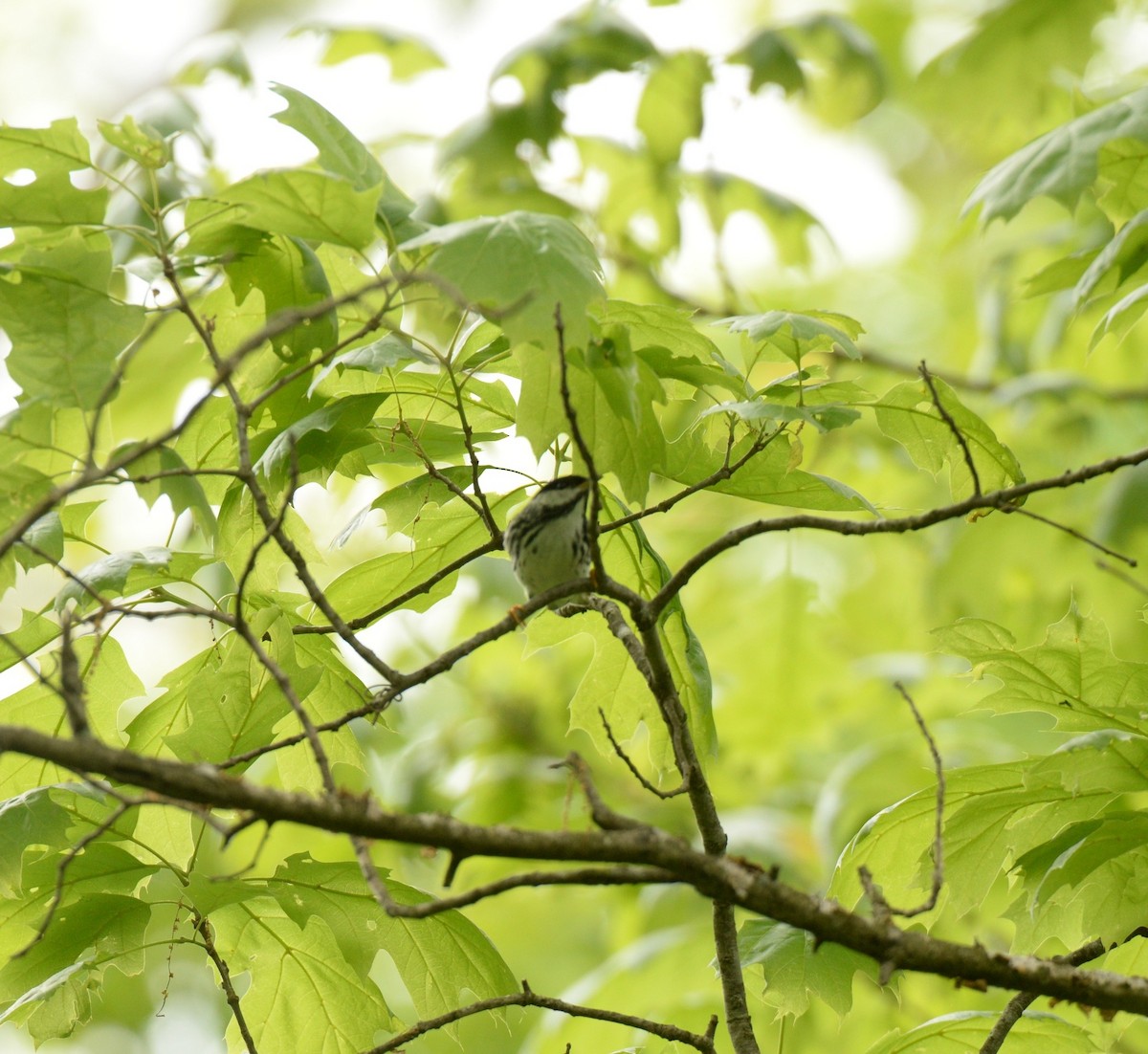 Blackpoll Warbler - ML579935891