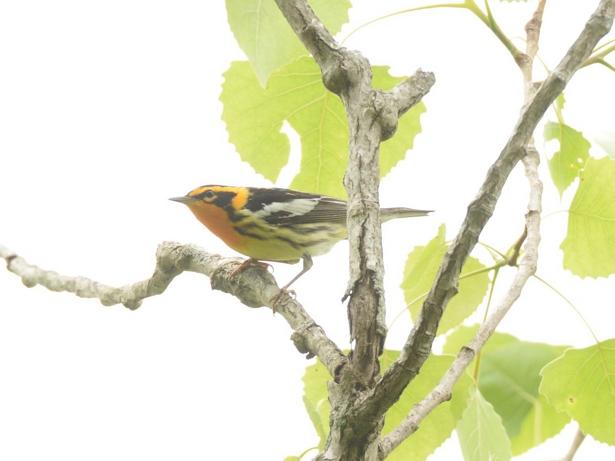 Blackburnian Warbler - ML579935951