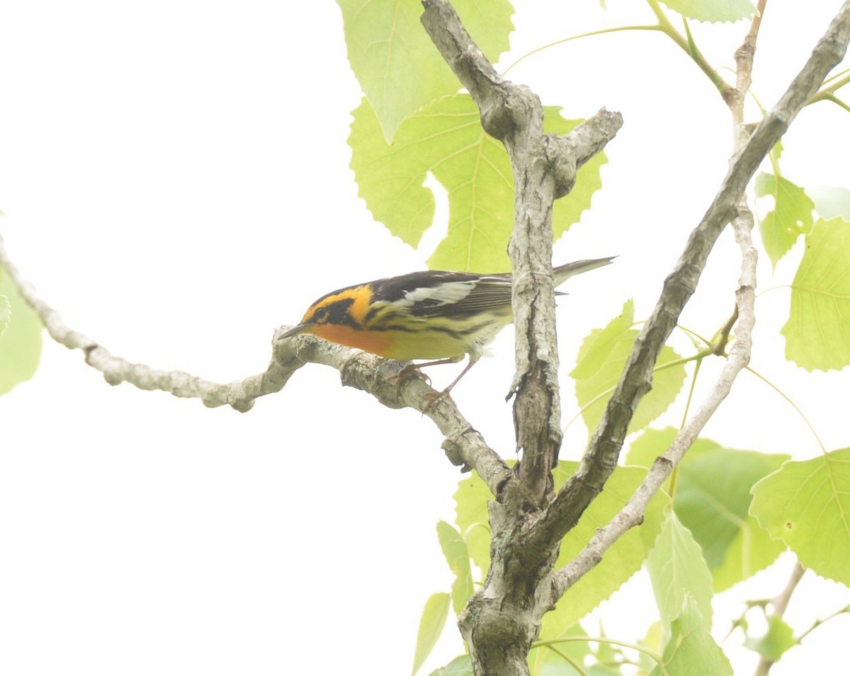 Blackburnian Warbler - ML579935981