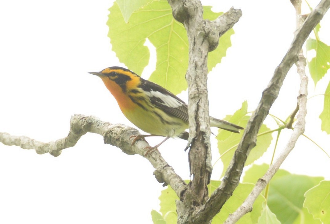 Blackburnian Warbler - ML579935991