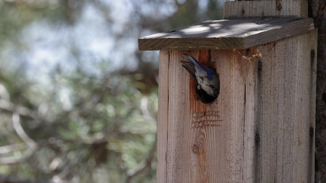 Western Bluebird - ML579936771