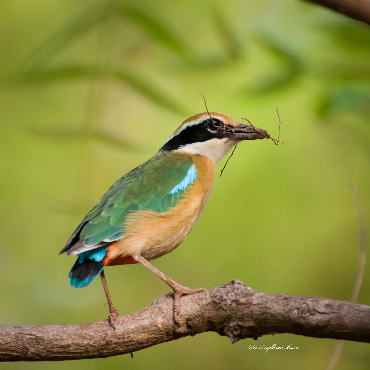 Indian Pitta - Deepkisan Bisen