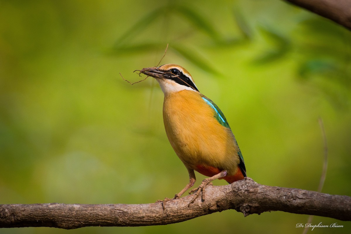 Indian Pitta - Deepkisan Bisen