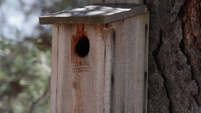 Western Bluebird - ML579937631