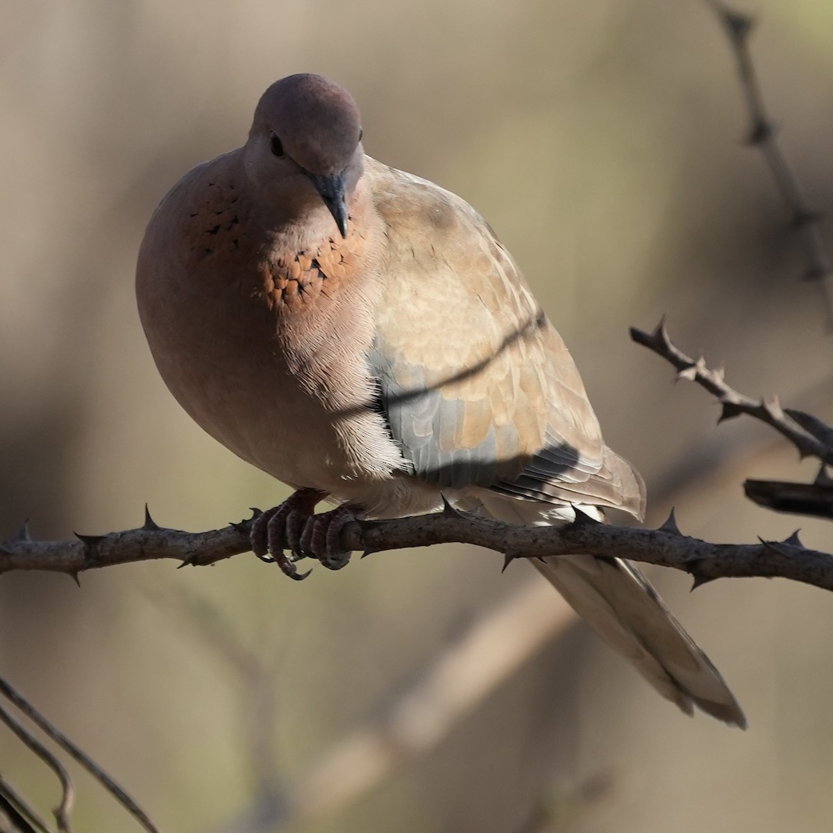 Laughing Dove - ML579938901