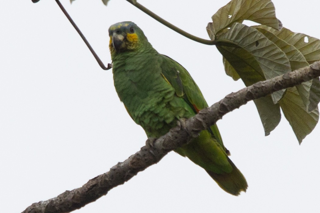 Turquoise-fronted Parrot - ML579939091