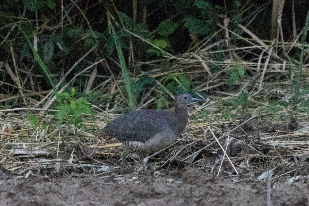 Undulated Tinamou - ML579940141