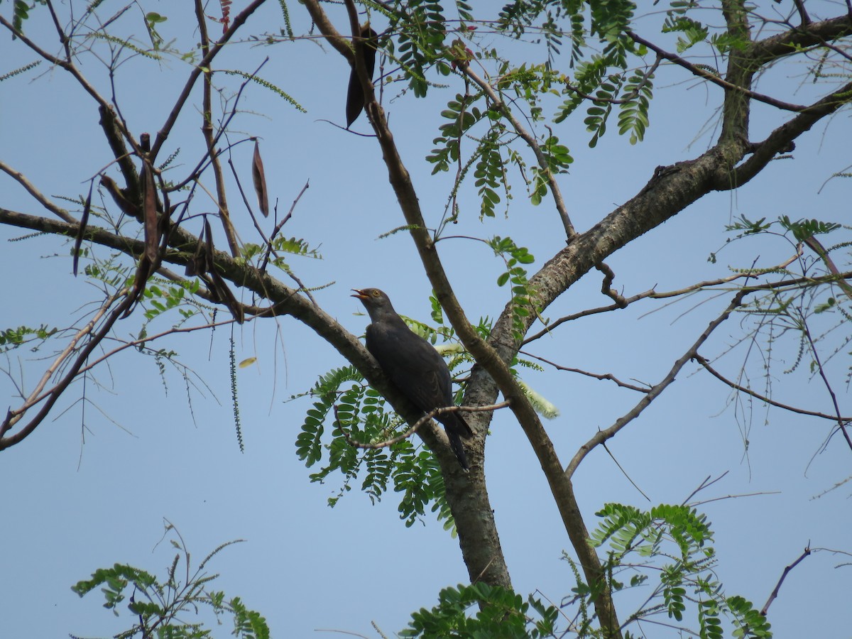 Common Cuckoo - ML57994051