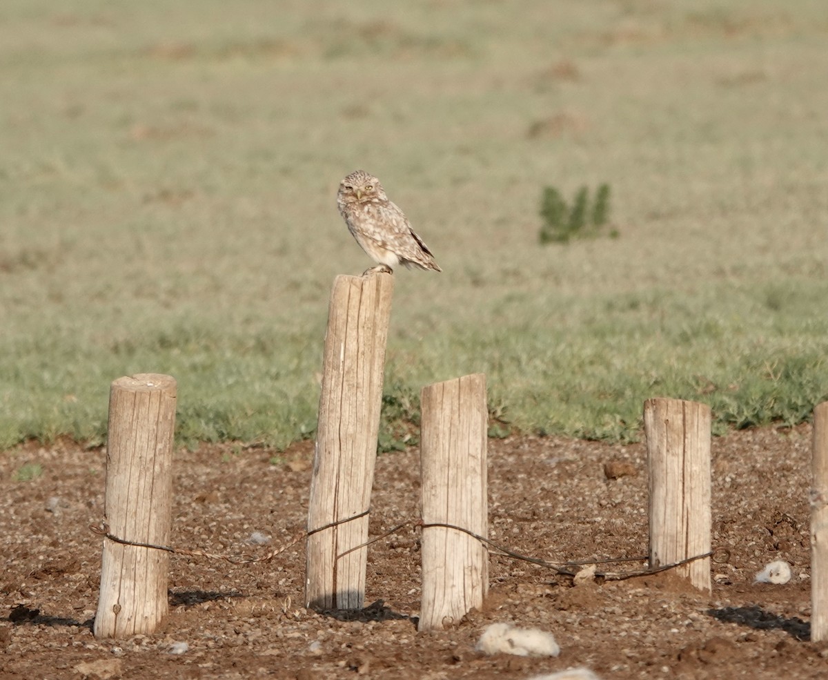 Little Owl (Hutton's) - ML579940581