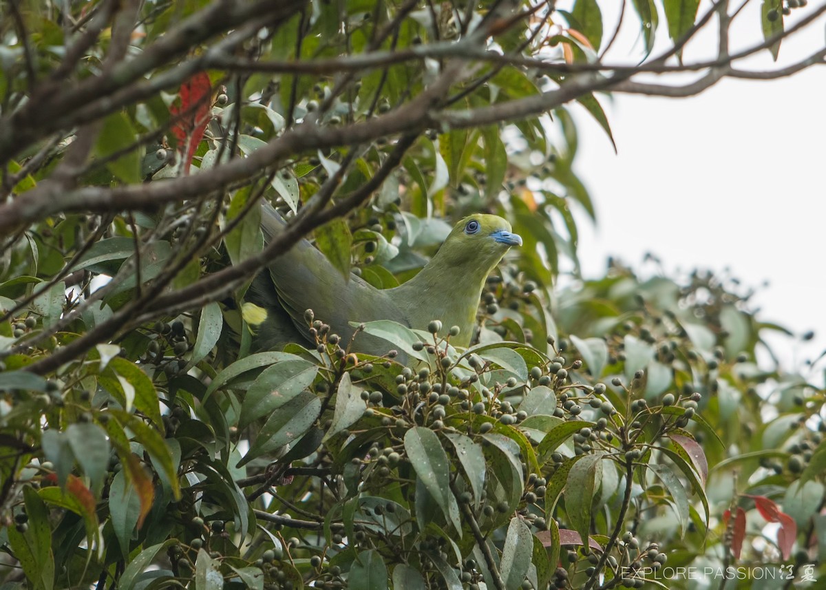 Wedge-tailed Green-Pigeon - ML579940641