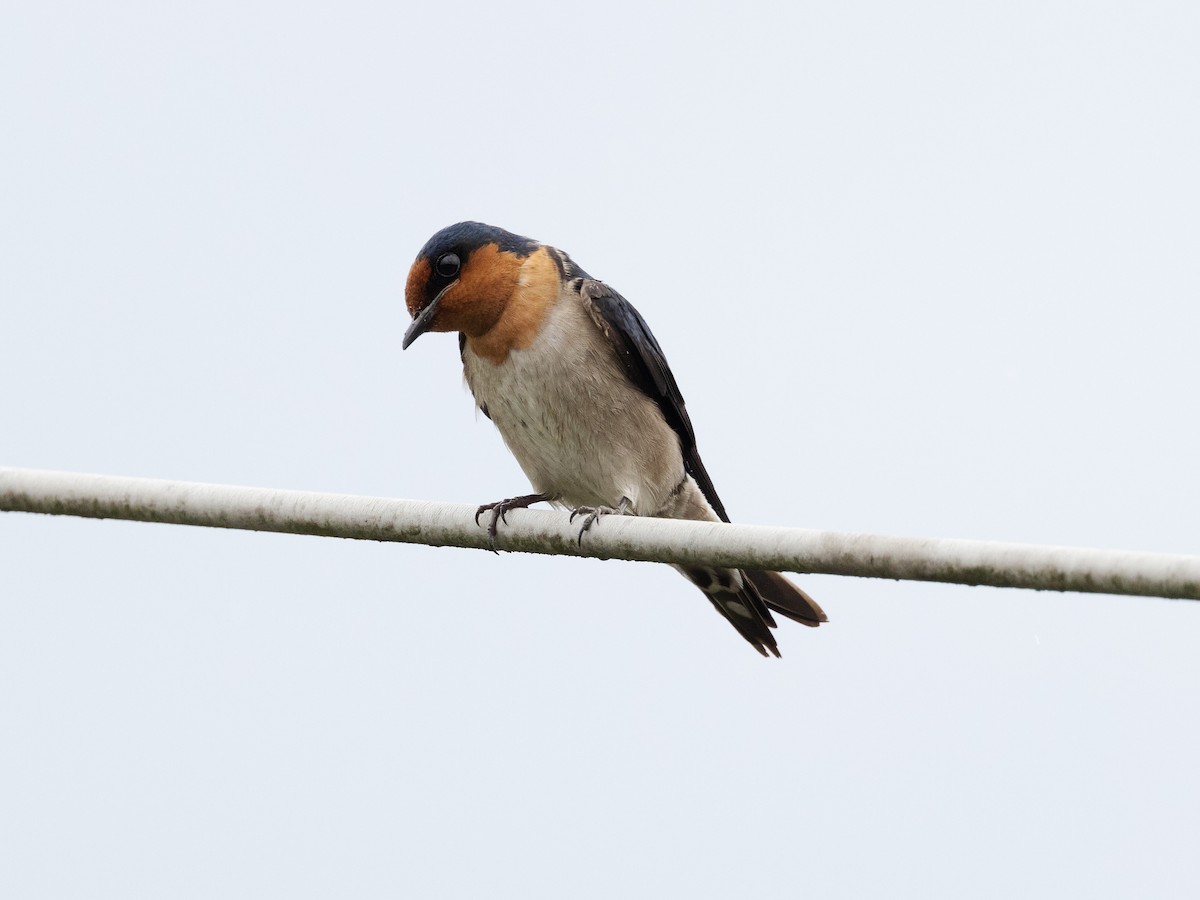 Pacific Swallow - David and Judy Smith