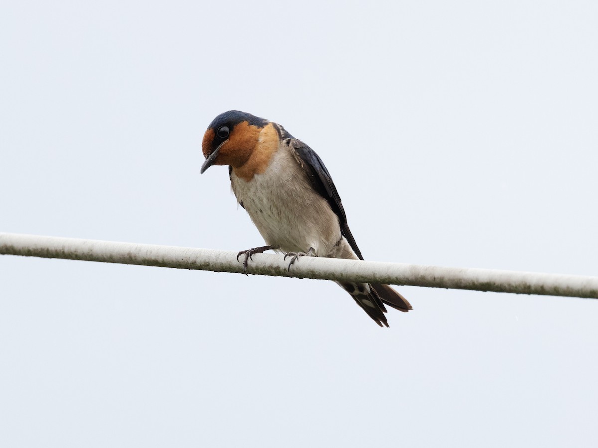 Golondrina del Pacífico - ML579941021