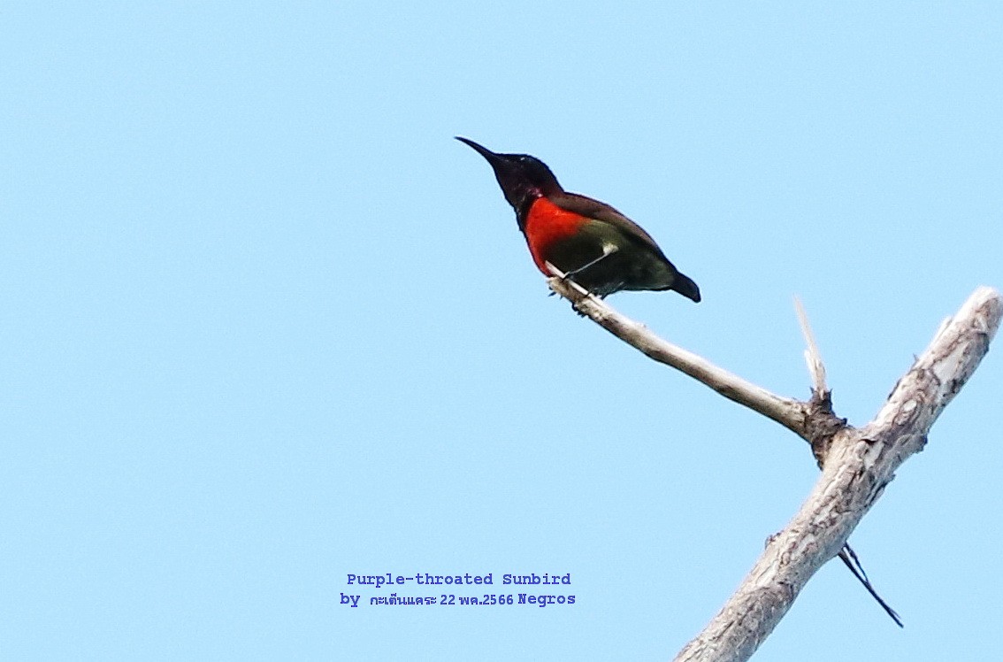 Purple-throated Sunbird - ML579941161