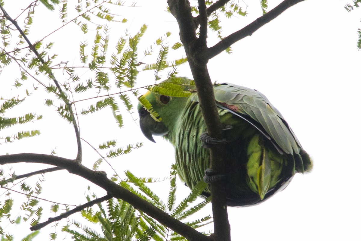 Turquoise-fronted Parrot - ML579941281