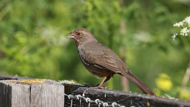 California Towhee - ML579942001