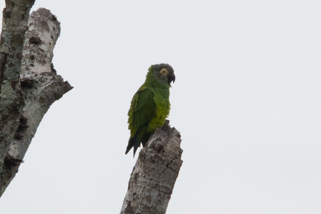 Dusky-headed Parakeet - ML579942141