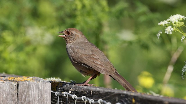 California Towhee - ML579943141