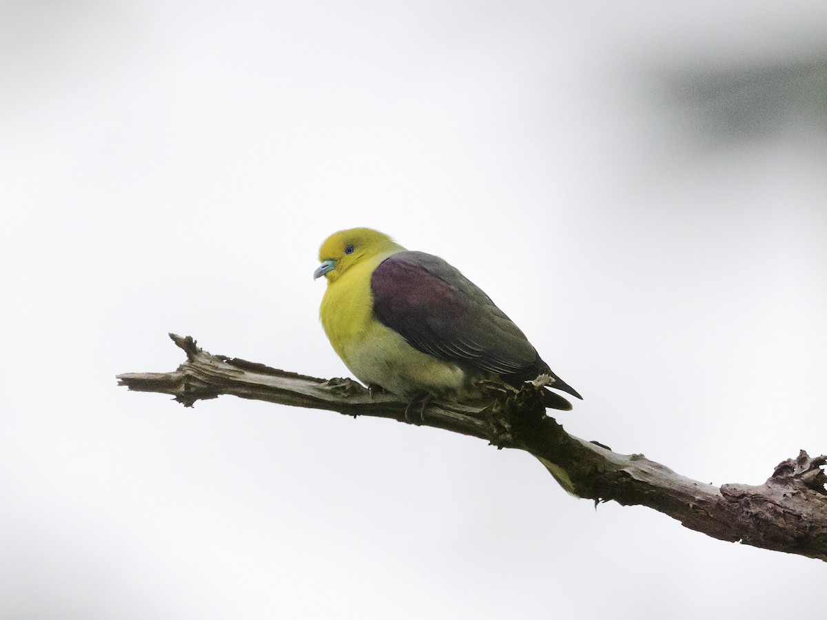 White-bellied Green-Pigeon - ML579944011