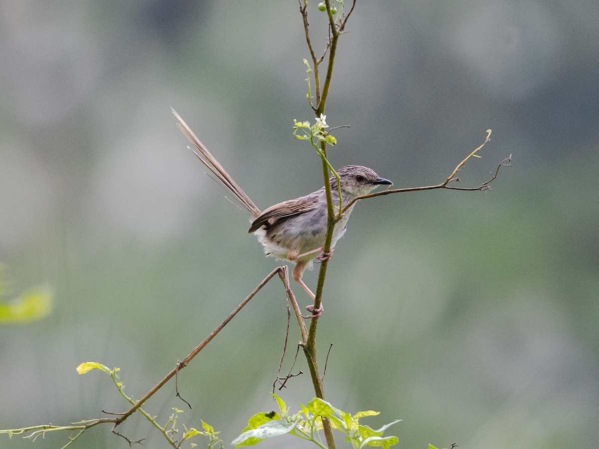 Striped Prinia - ML579944161