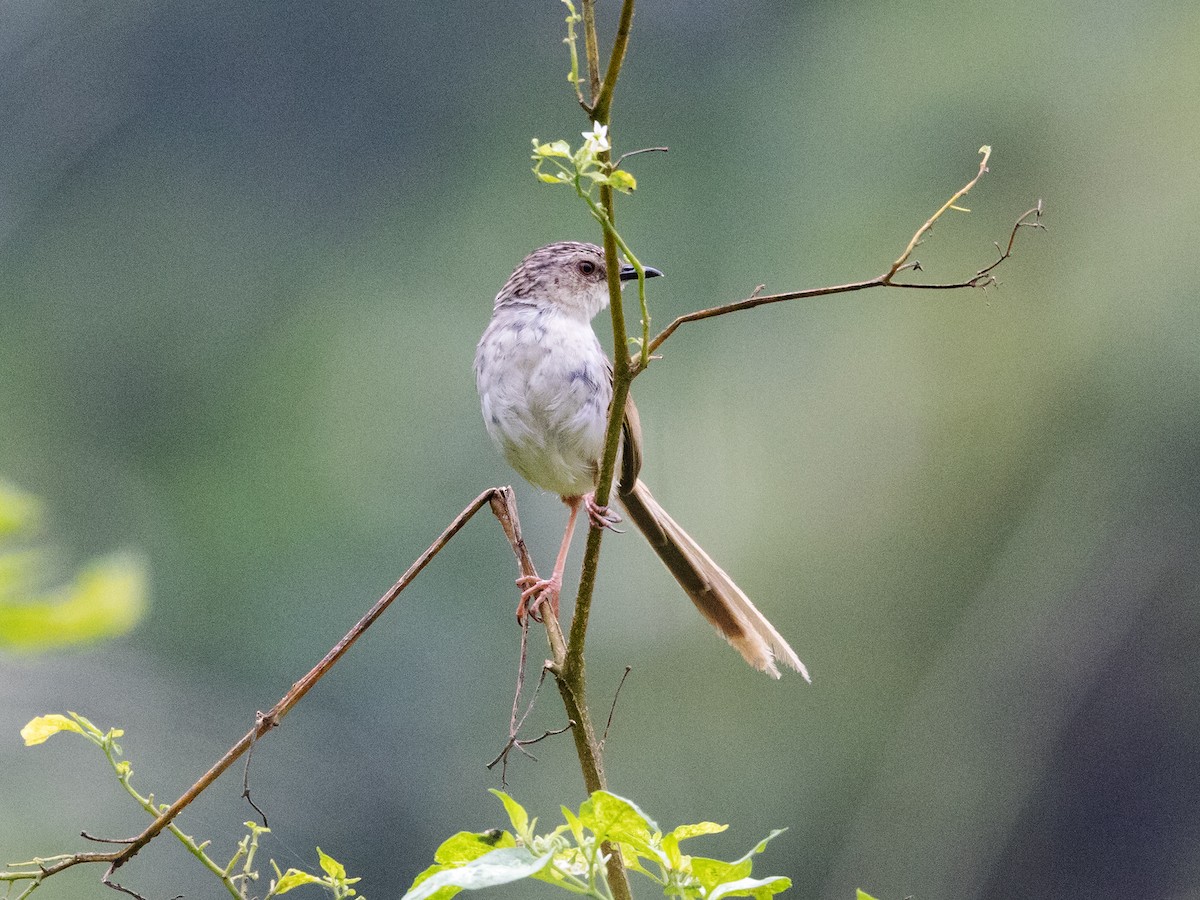 Striped Prinia - ML579944171