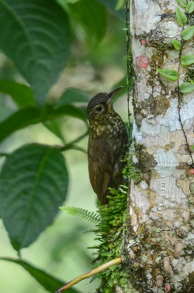 Spotted Woodcreeper (Berlepsch's) - ML57994421